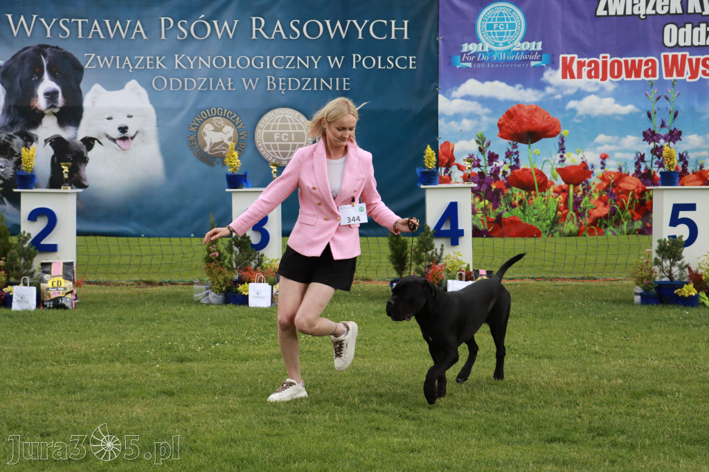 Fotorelacja II: Krajowa Wystawa Psów Rasowych w Gniazdowie Gmina Koziegłowy