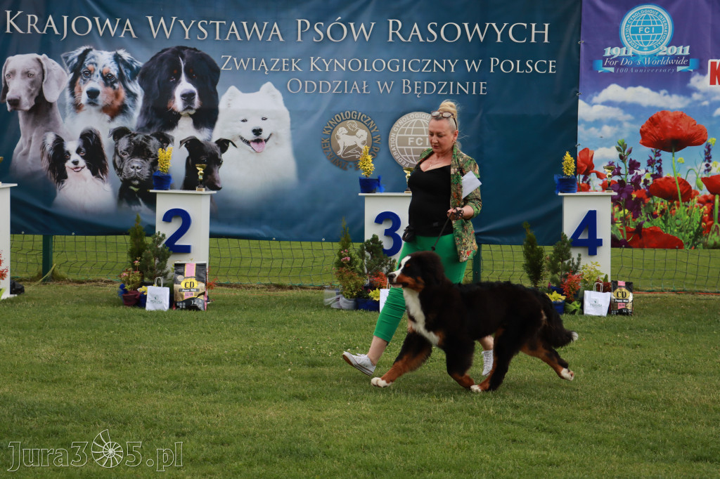 Fotorelacja II: Krajowa Wystawa Psów Rasowych w Gniazdowie Gmina Koziegłowy