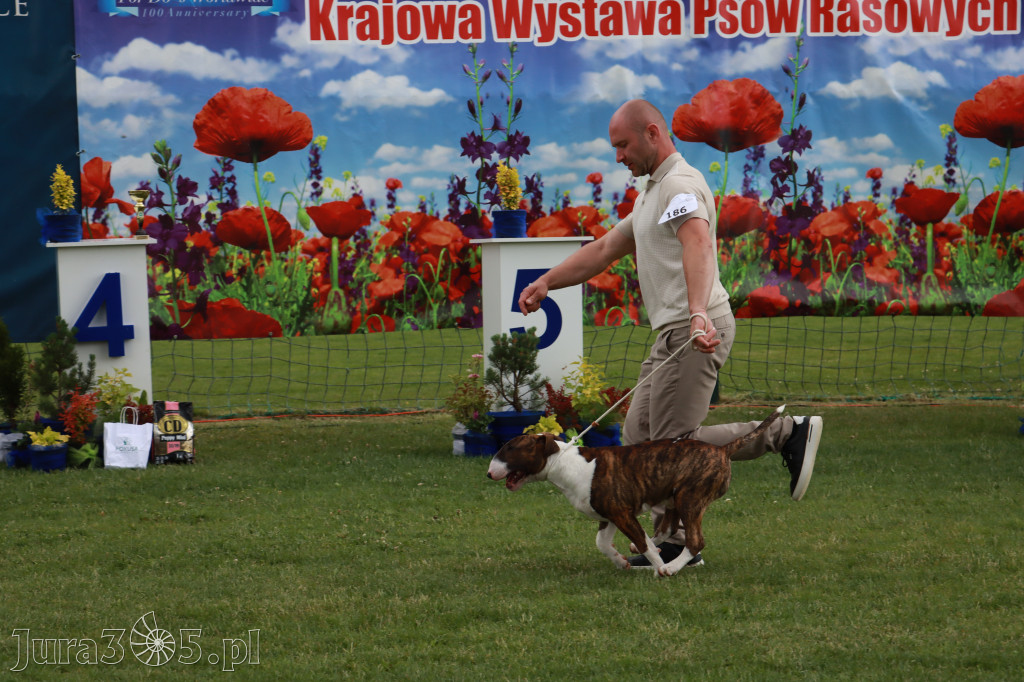Fotorelacja II: Krajowa Wystawa Psów Rasowych w Gniazdowie Gmina Koziegłowy