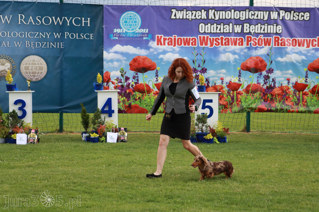 Fotorelacja II: Krajowa Wystawa Psów Rasowych w Gniazdowie Gmina Koziegłowy
