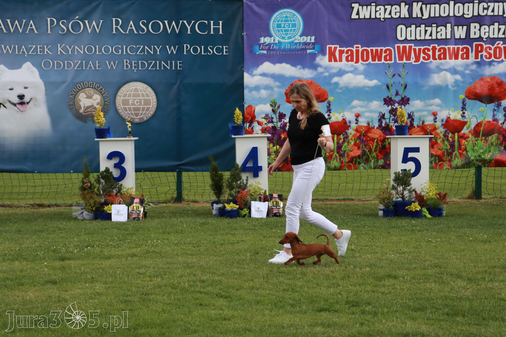 Fotorelacja II: Krajowa Wystawa Psów Rasowych w Gniazdowie Gmina Koziegłowy