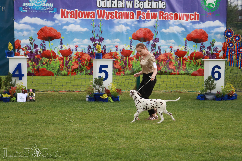 Fotorelacja II: Krajowa Wystawa Psów Rasowych w Gniazdowie Gmina Koziegłowy
