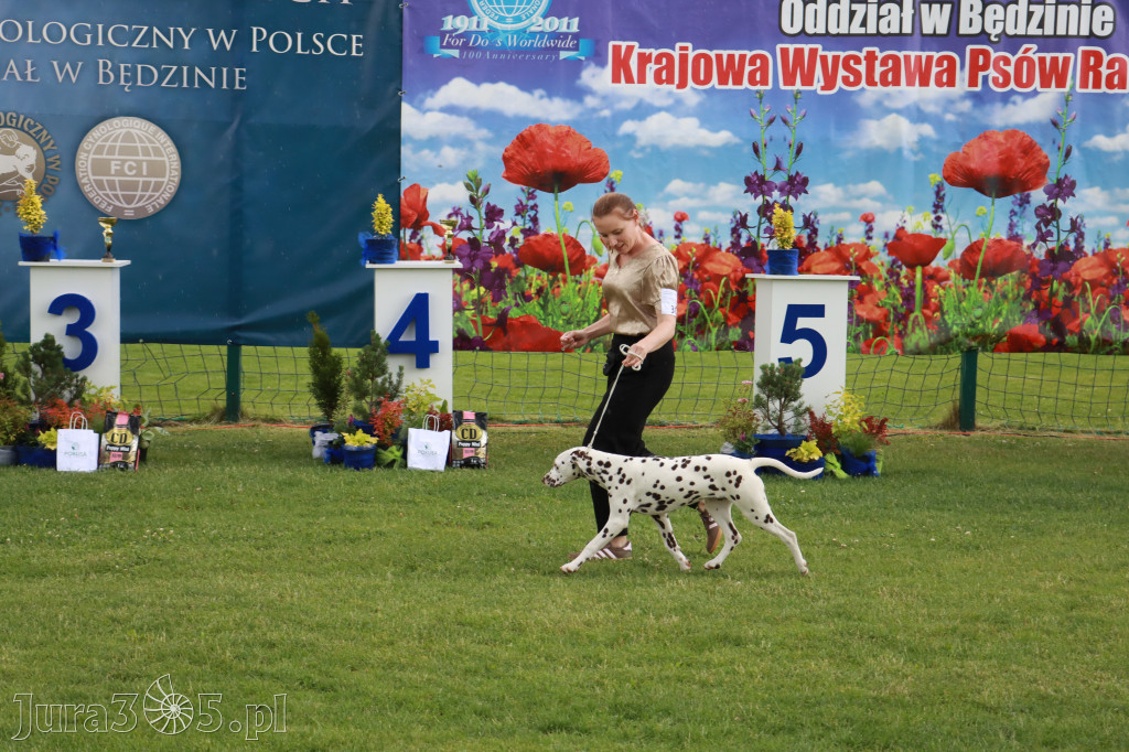 Fotorelacja II: Krajowa Wystawa Psów Rasowych w Gniazdowie Gmina Koziegłowy