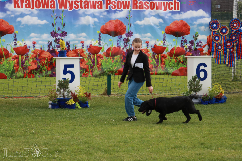 Fotorelacja II: Krajowa Wystawa Psów Rasowych w Gniazdowie Gmina Koziegłowy