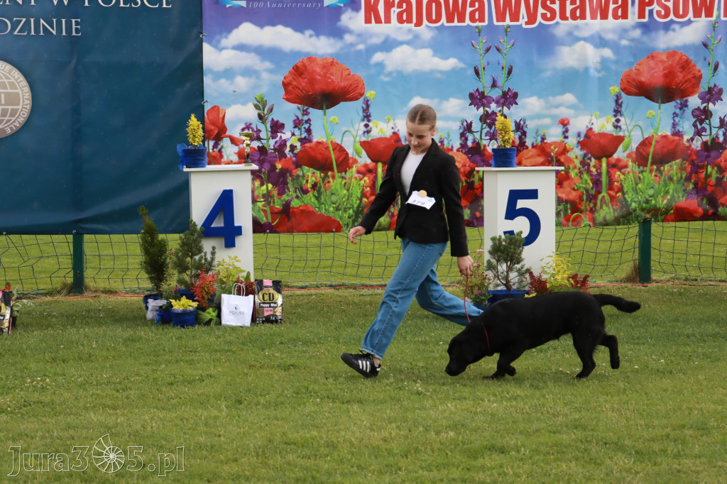 Fotorelacja II: Krajowa Wystawa Psów Rasowych w Gniazdowie Gmina Koziegłowy