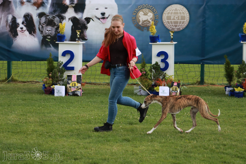 Fotorelacja II: Krajowa Wystawa Psów Rasowych w Gniazdowie Gmina Koziegłowy
