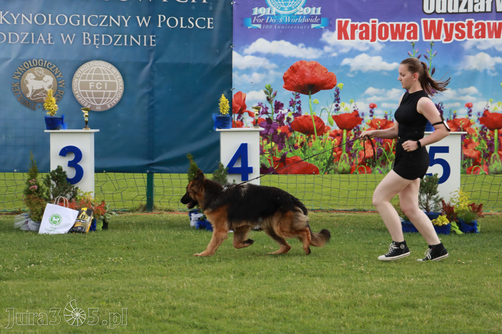 Fotorelacja II: Krajowa Wystawa Psów Rasowych w Gniazdowie Gmina Koziegłowy