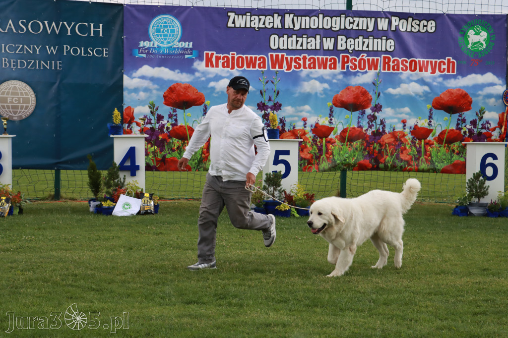 Fotorelacja II: Krajowa Wystawa Psów Rasowych w Gniazdowie Gmina Koziegłowy