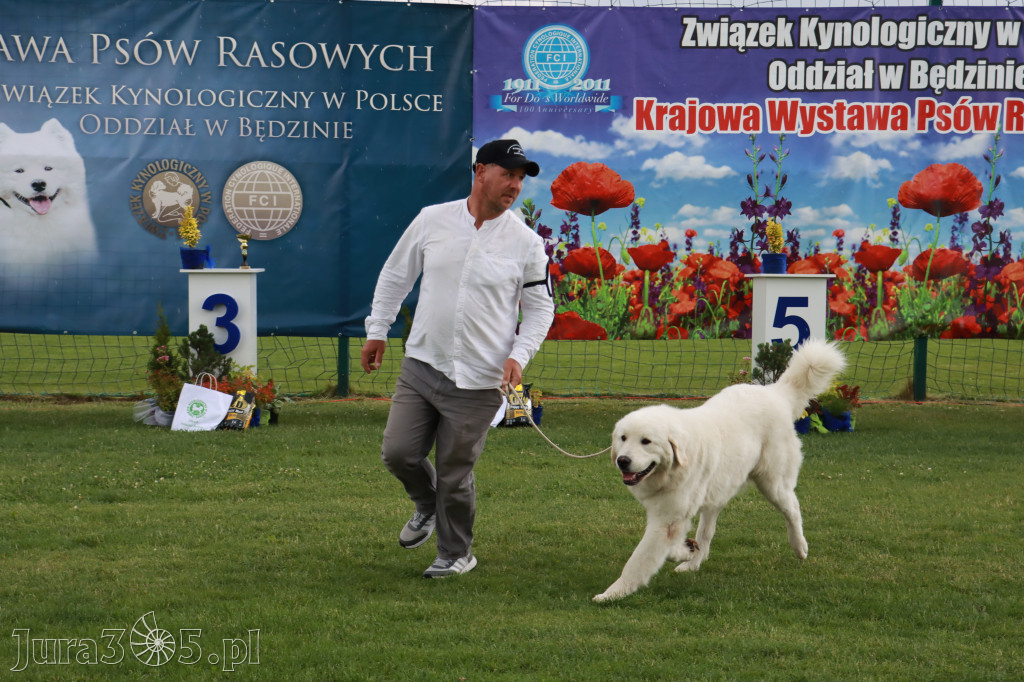 Fotorelacja II: Krajowa Wystawa Psów Rasowych w Gniazdowie Gmina Koziegłowy