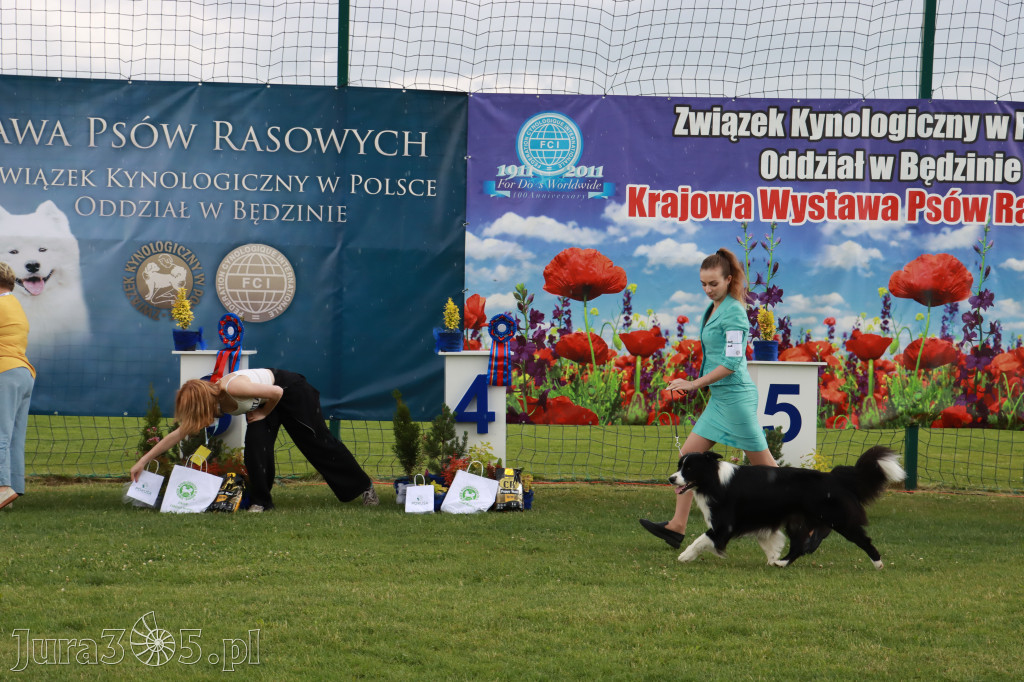 Fotorelacja II: Krajowa Wystawa Psów Rasowych w Gniazdowie Gmina Koziegłowy