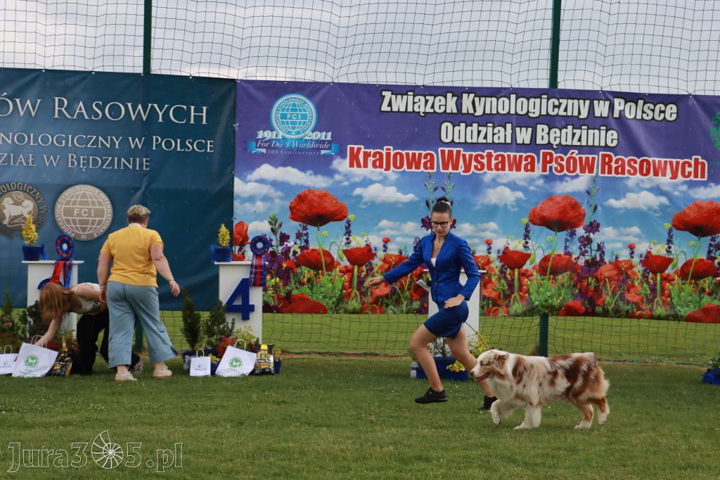 Fotorelacja II: Krajowa Wystawa Psów Rasowych w Gniazdowie Gmina Koziegłowy