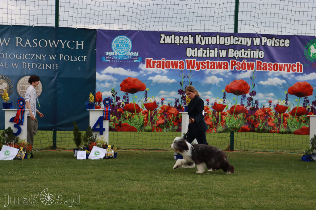 Fotorelacja II: Krajowa Wystawa Psów Rasowych w Gniazdowie Gmina Koziegłowy