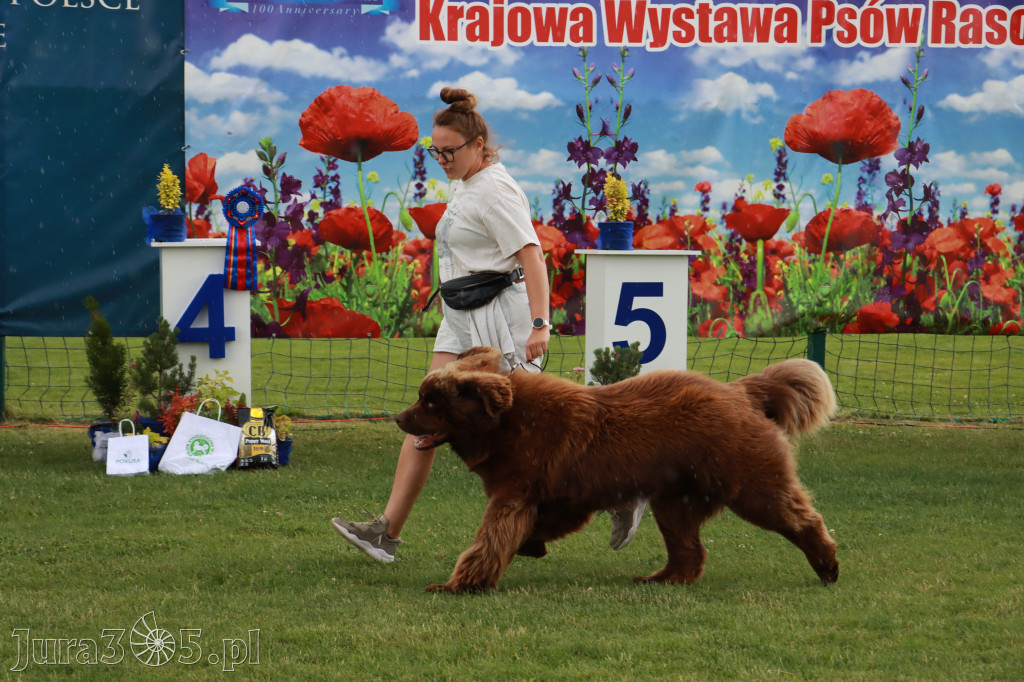 Fotorelacja II: Krajowa Wystawa Psów Rasowych w Gniazdowie Gmina Koziegłowy