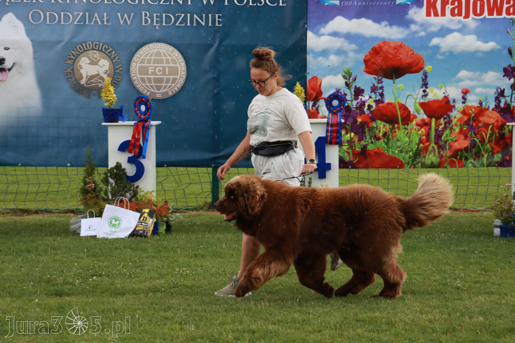 Fotorelacja II: Krajowa Wystawa Psów Rasowych w Gniazdowie Gmina Koziegłowy