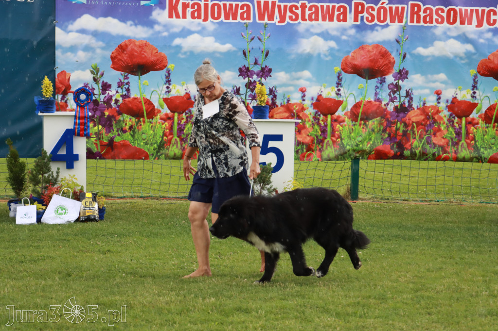 Fotorelacja II: Krajowa Wystawa Psów Rasowych w Gniazdowie Gmina Koziegłowy