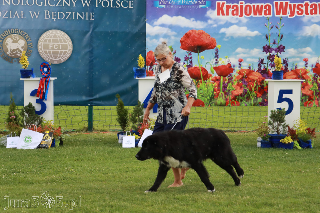 Fotorelacja II: Krajowa Wystawa Psów Rasowych w Gniazdowie Gmina Koziegłowy