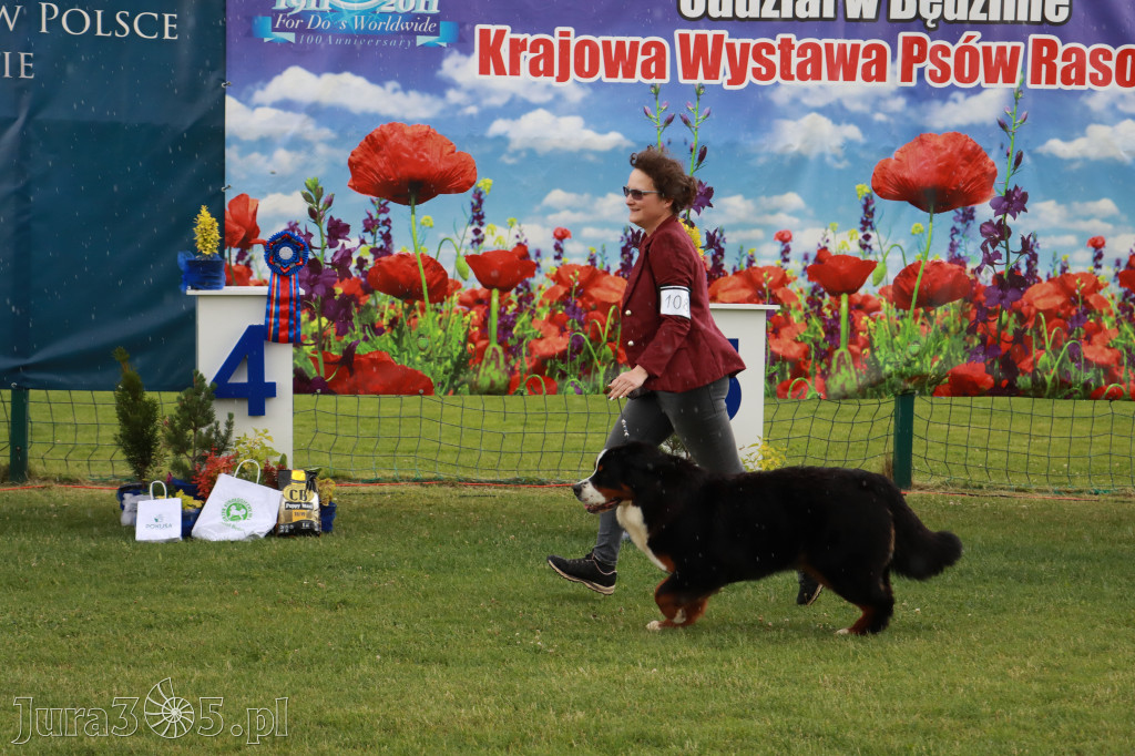 Fotorelacja II: Krajowa Wystawa Psów Rasowych w Gniazdowie Gmina Koziegłowy
