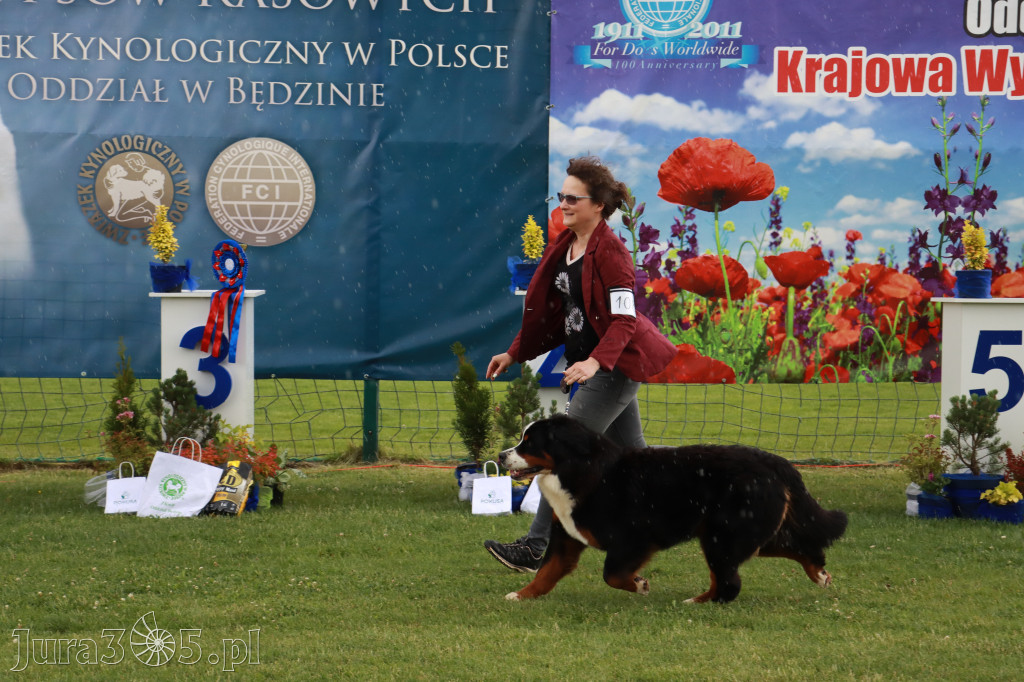 Fotorelacja II: Krajowa Wystawa Psów Rasowych w Gniazdowie Gmina Koziegłowy