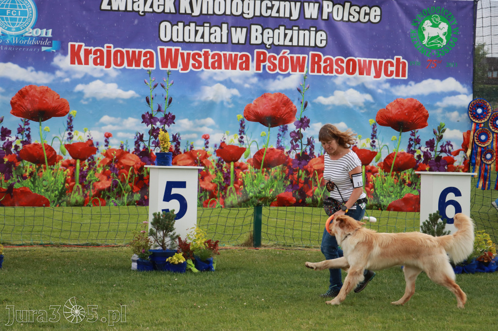 Fotorelacja II: Krajowa Wystawa Psów Rasowych w Gniazdowie Gmina Koziegłowy