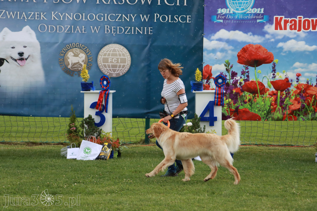 Fotorelacja II: Krajowa Wystawa Psów Rasowych w Gniazdowie Gmina Koziegłowy