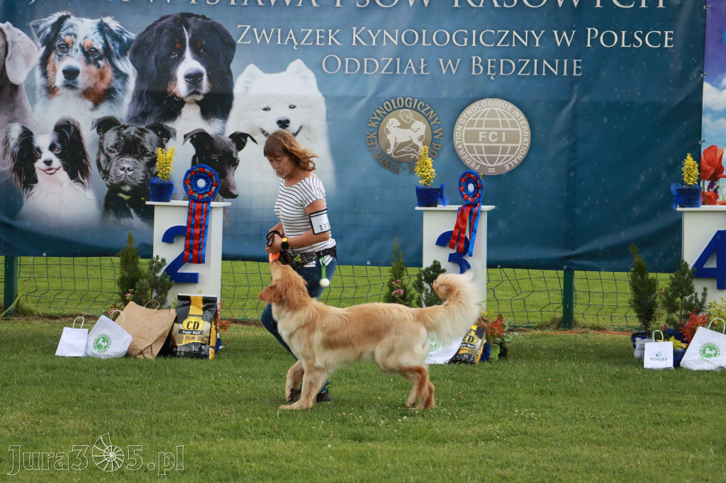 Fotorelacja II: Krajowa Wystawa Psów Rasowych w Gniazdowie Gmina Koziegłowy