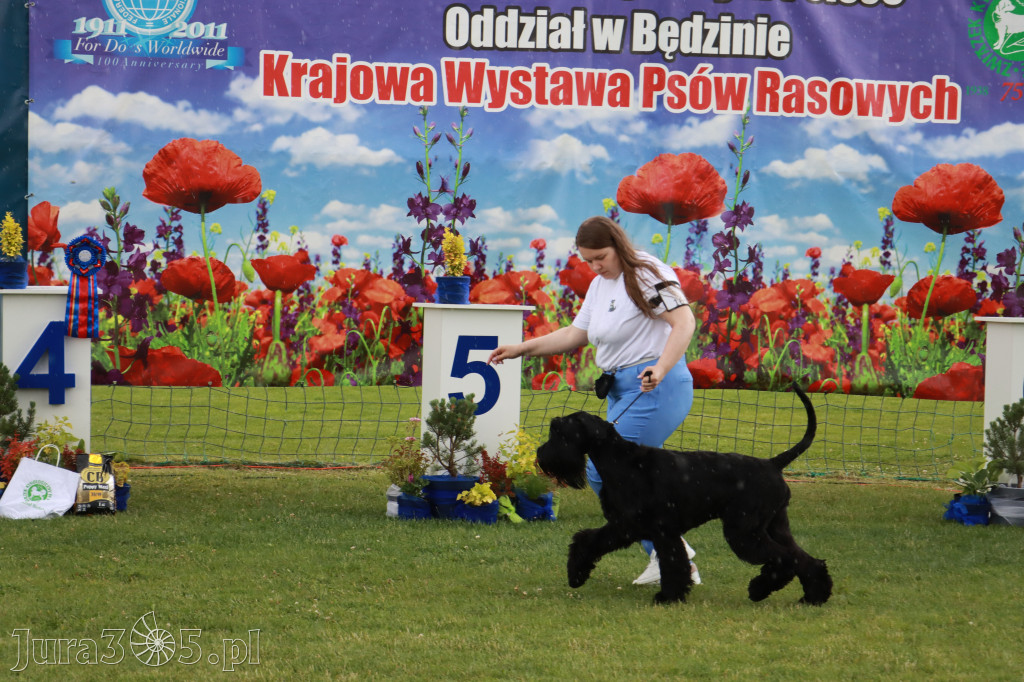 Fotorelacja II: Krajowa Wystawa Psów Rasowych w Gniazdowie Gmina Koziegłowy