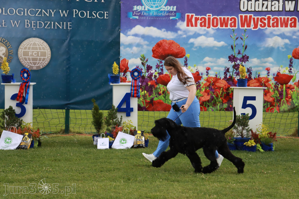 Fotorelacja II: Krajowa Wystawa Psów Rasowych w Gniazdowie Gmina Koziegłowy