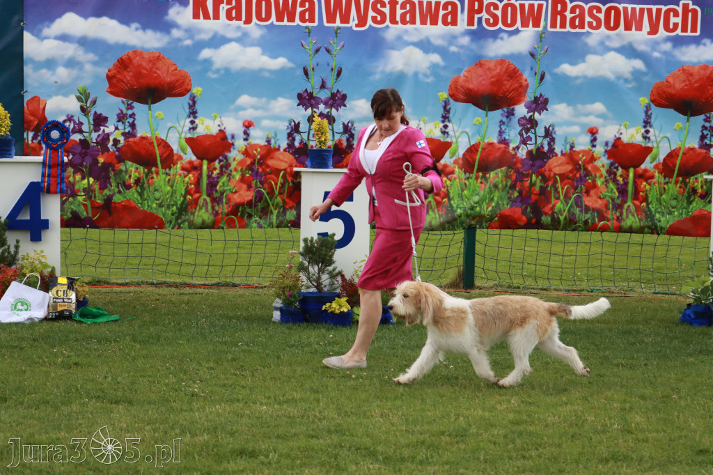 Fotorelacja II: Krajowa Wystawa Psów Rasowych w Gniazdowie Gmina Koziegłowy