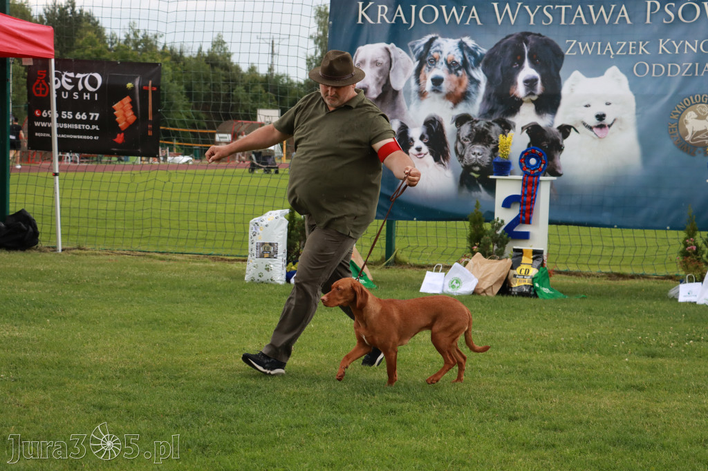 Fotorelacja II: Krajowa Wystawa Psów Rasowych w Gniazdowie Gmina Koziegłowy