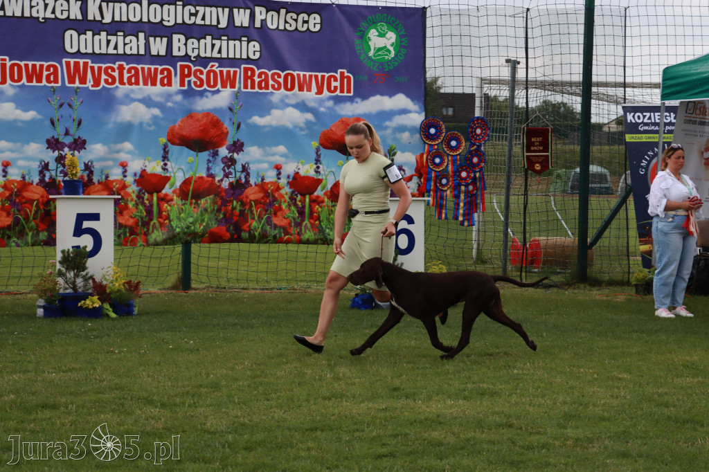 Fotorelacja II: Krajowa Wystawa Psów Rasowych w Gniazdowie Gmina Koziegłowy