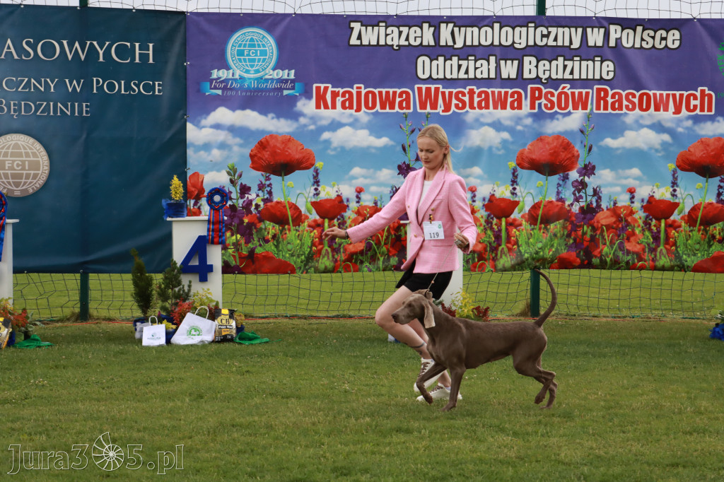 Fotorelacja II: Krajowa Wystawa Psów Rasowych w Gniazdowie Gmina Koziegłowy