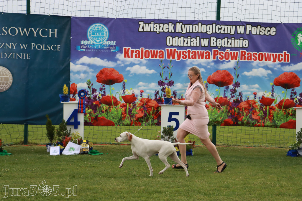 Fotorelacja II: Krajowa Wystawa Psów Rasowych w Gniazdowie Gmina Koziegłowy