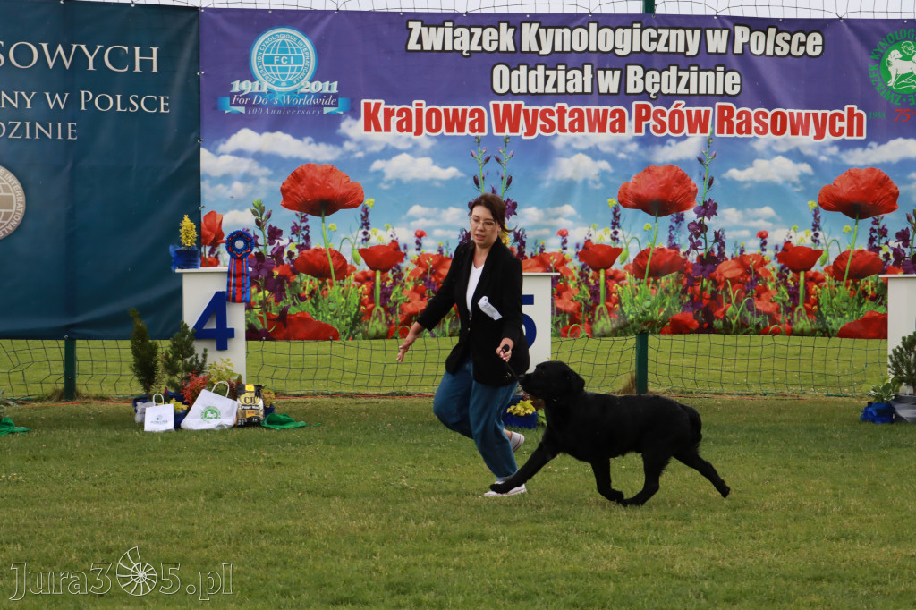 Fotorelacja II: Krajowa Wystawa Psów Rasowych w Gniazdowie Gmina Koziegłowy