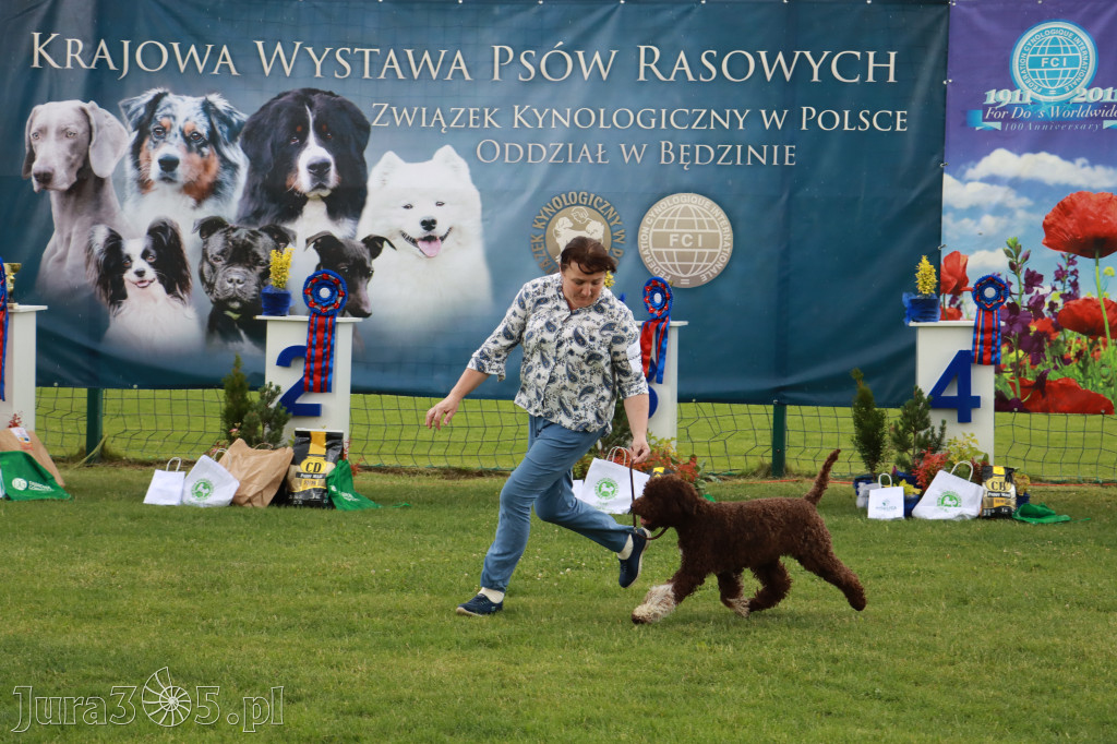 Fotorelacja II: Krajowa Wystawa Psów Rasowych w Gniazdowie Gmina Koziegłowy