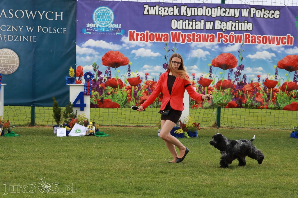 Fotorelacja II: Krajowa Wystawa Psów Rasowych w Gniazdowie Gmina Koziegłowy