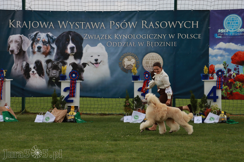 Fotorelacja II: Krajowa Wystawa Psów Rasowych w Gniazdowie Gmina Koziegłowy