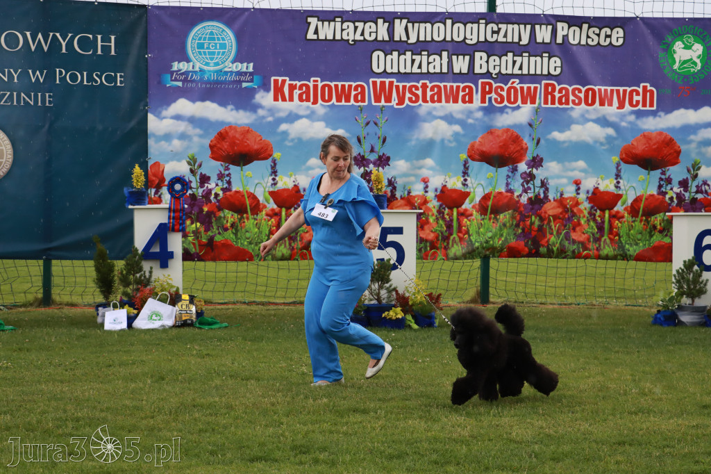 Fotorelacja II: Krajowa Wystawa Psów Rasowych w Gniazdowie Gmina Koziegłowy
