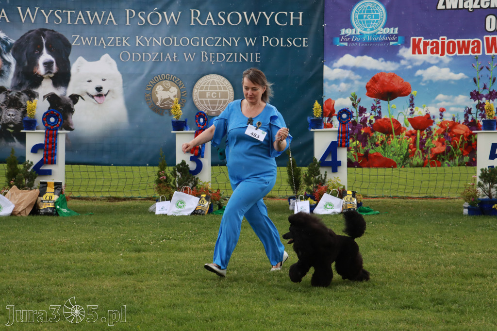Fotorelacja II: Krajowa Wystawa Psów Rasowych w Gniazdowie Gmina Koziegłowy