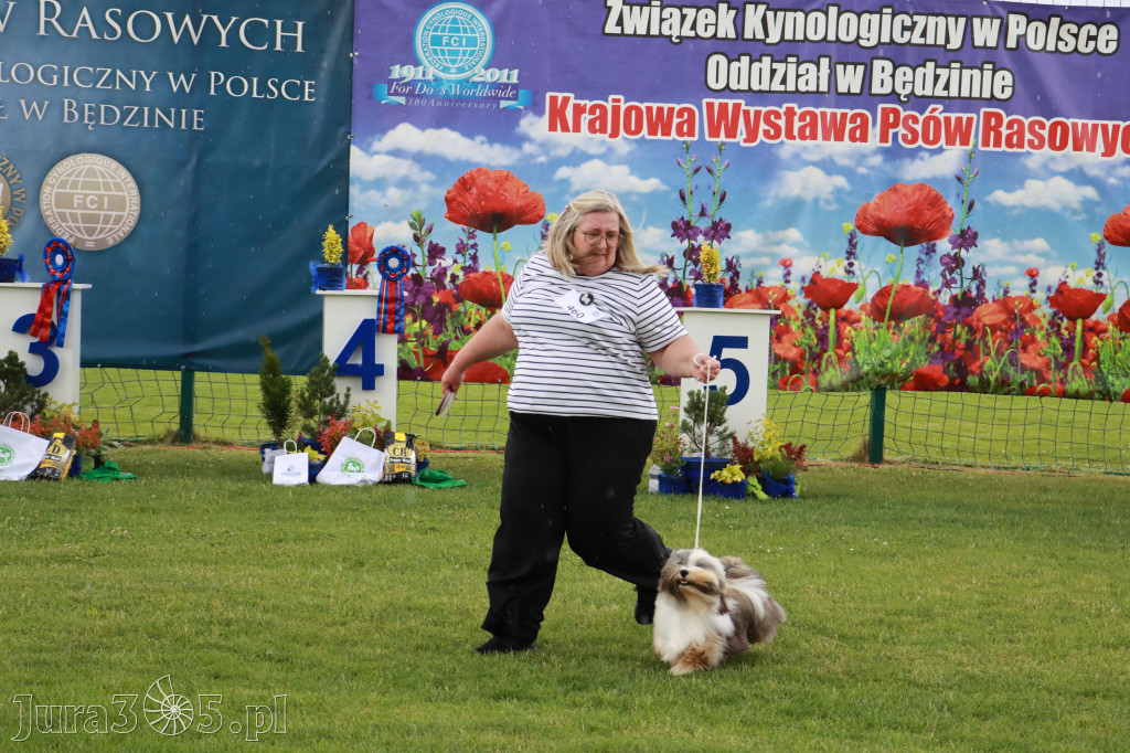 Fotorelacja II: Krajowa Wystawa Psów Rasowych w Gniazdowie Gmina Koziegłowy