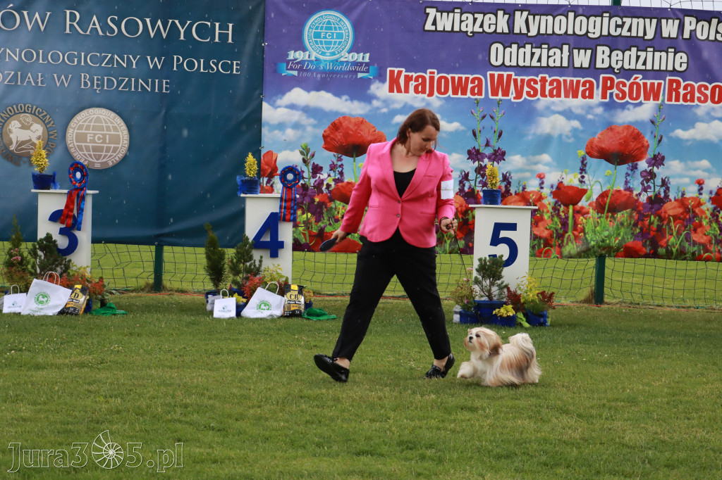 Fotorelacja II: Krajowa Wystawa Psów Rasowych w Gniazdowie Gmina Koziegłowy