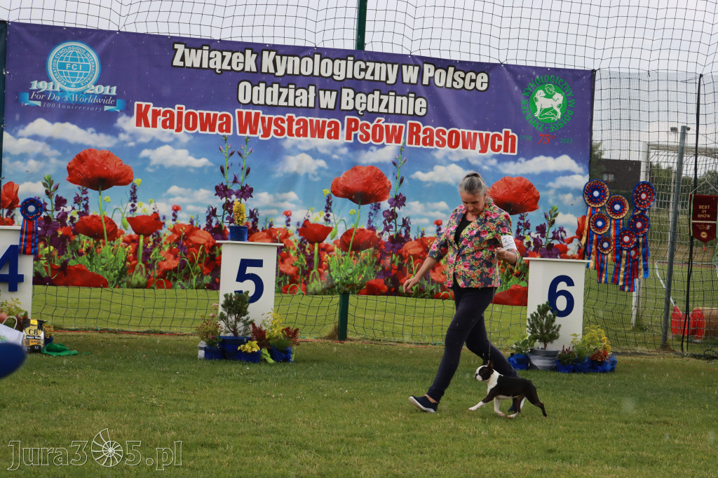 Fotorelacja II: Krajowa Wystawa Psów Rasowych w Gniazdowie Gmina Koziegłowy