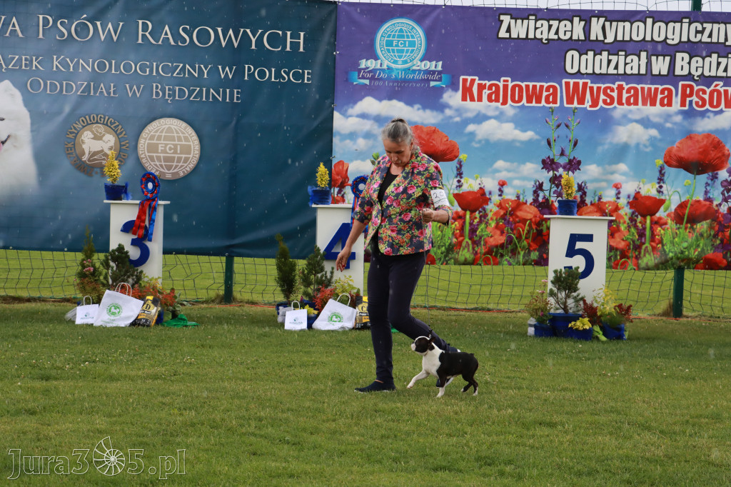Fotorelacja II: Krajowa Wystawa Psów Rasowych w Gniazdowie Gmina Koziegłowy