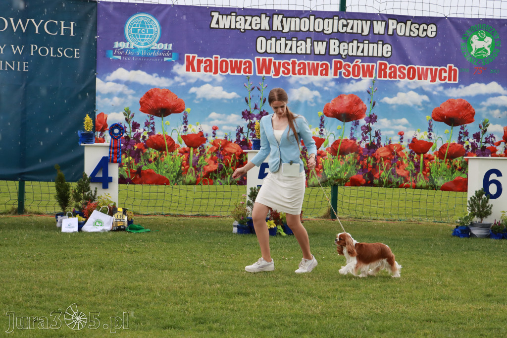 Fotorelacja II: Krajowa Wystawa Psów Rasowych w Gniazdowie Gmina Koziegłowy