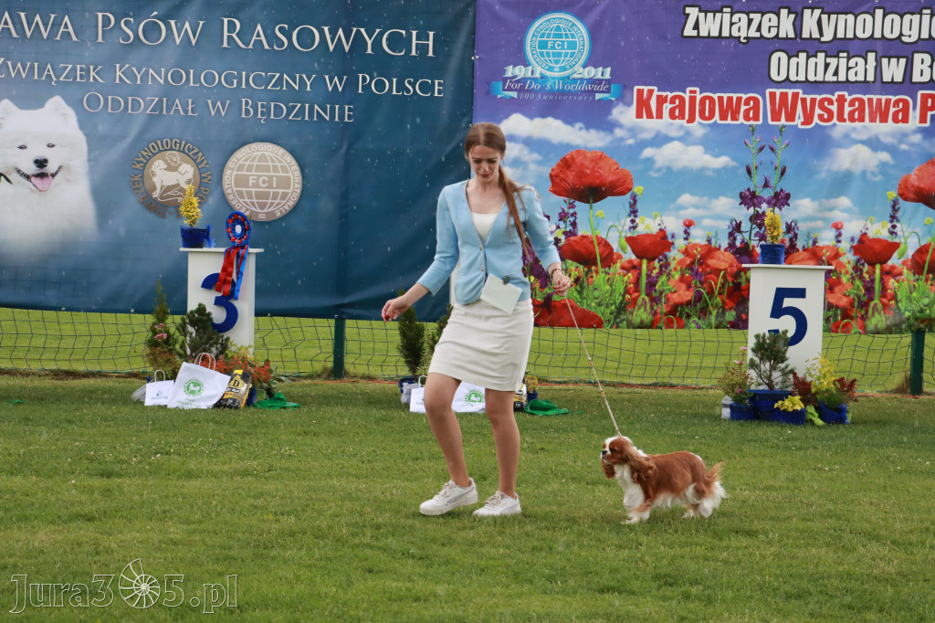 Fotorelacja II: Krajowa Wystawa Psów Rasowych w Gniazdowie Gmina Koziegłowy