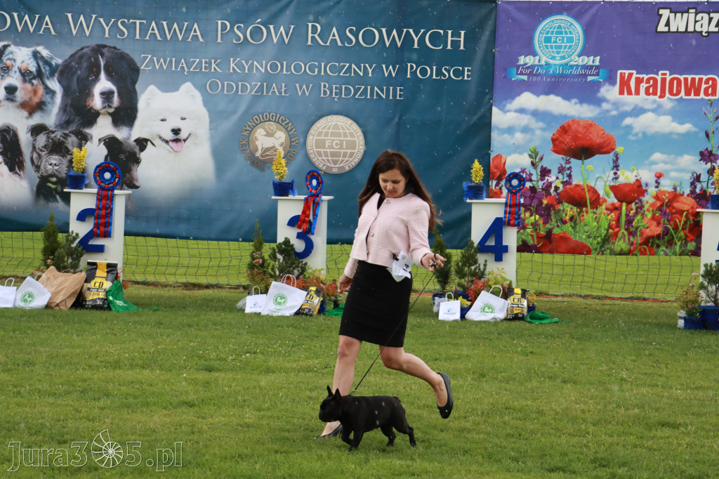 Fotorelacja II: Krajowa Wystawa Psów Rasowych w Gniazdowie Gmina Koziegłowy