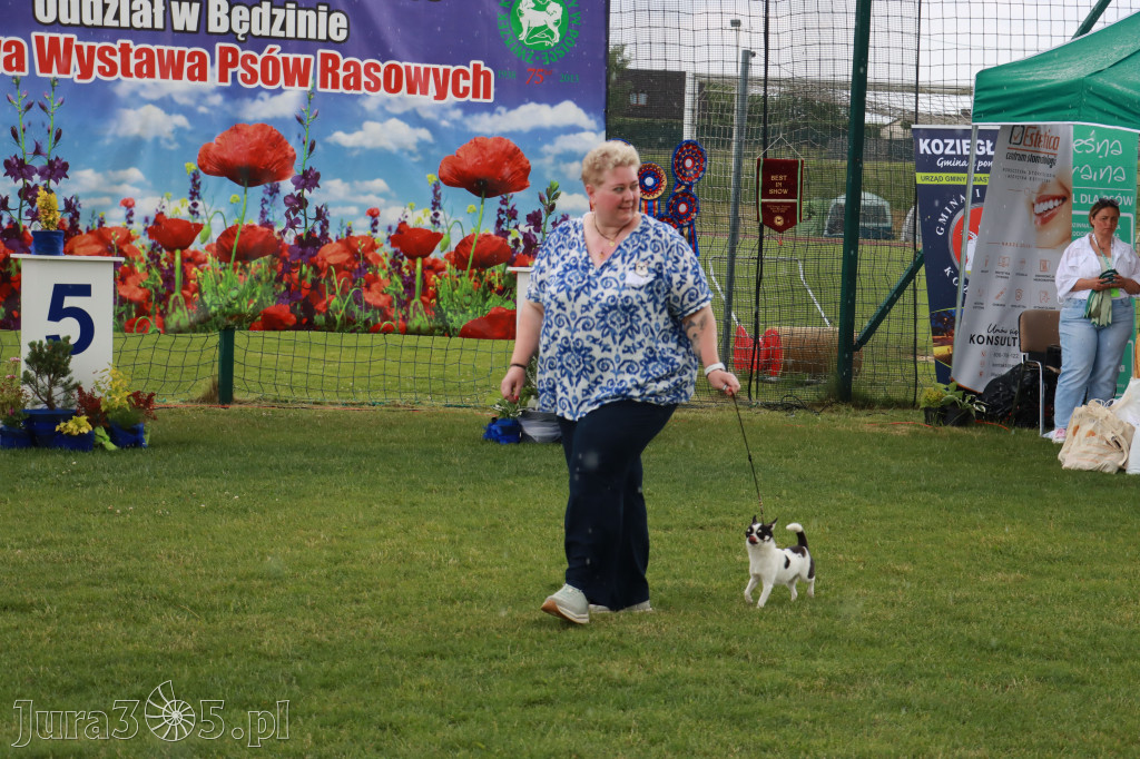 Fotorelacja II: Krajowa Wystawa Psów Rasowych w Gniazdowie Gmina Koziegłowy