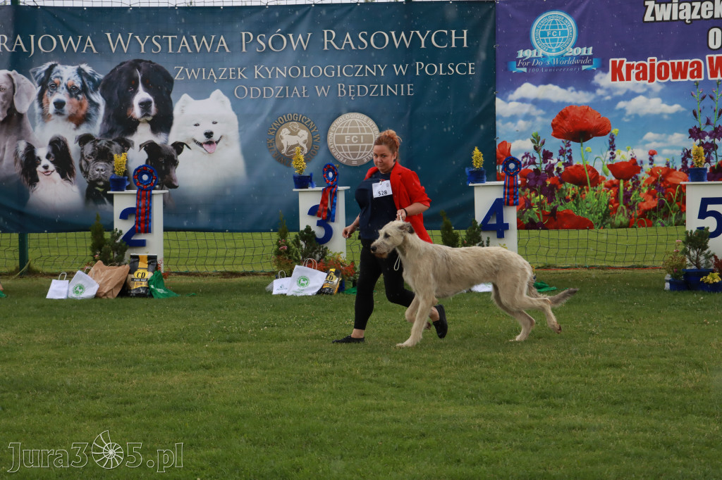 Fotorelacja II: Krajowa Wystawa Psów Rasowych w Gniazdowie Gmina Koziegłowy