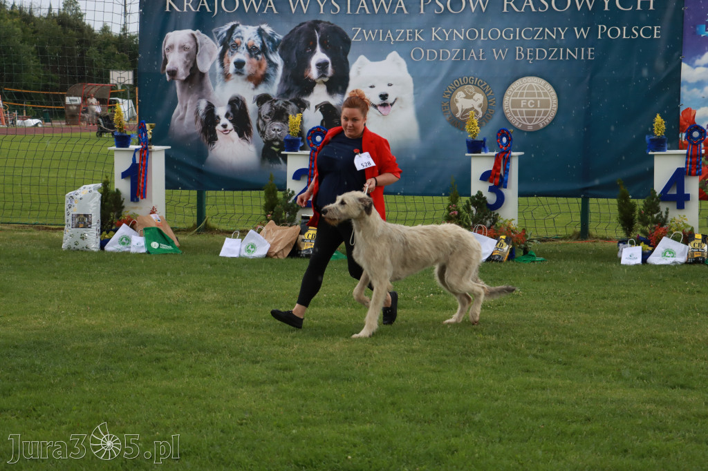 Fotorelacja II: Krajowa Wystawa Psów Rasowych w Gniazdowie Gmina Koziegłowy