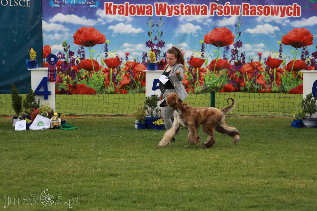 Fotorelacja II: Krajowa Wystawa Psów Rasowych w Gniazdowie Gmina Koziegłowy