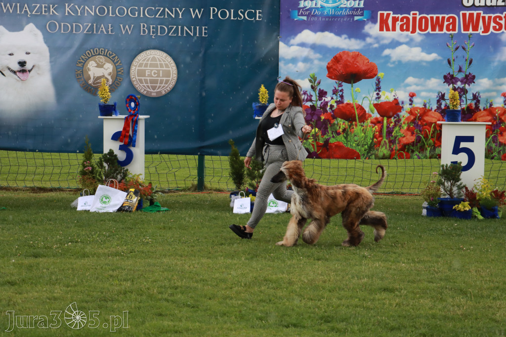Fotorelacja II: Krajowa Wystawa Psów Rasowych w Gniazdowie Gmina Koziegłowy